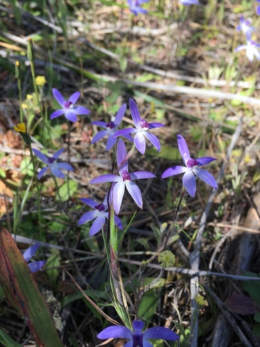 Caladenia amplexans A.S.George