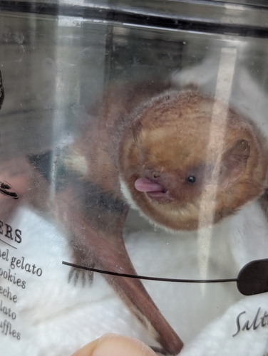 Eastern Red Bat observed by jen60646