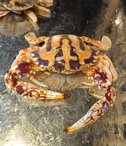 Coral Swimmer Crab