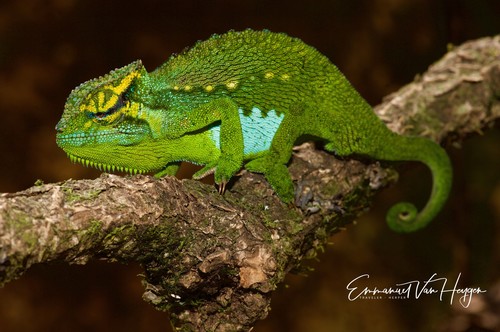 Central Peacock Chameleon