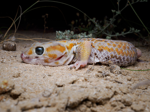 Persian Wonder Gecko