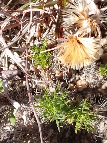 Sommerfeltia spinulosa