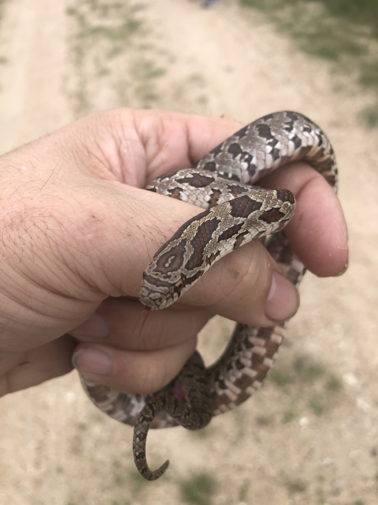 Prairie Kingsnake from Attwater Prairie Chicken National Wildlife ...