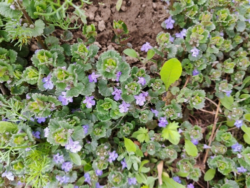 ground-ivy