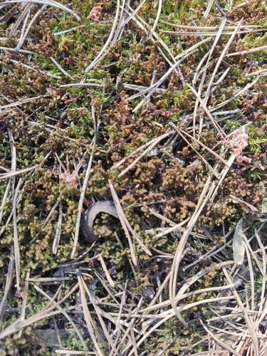 Northern Naugehyde Liverwort