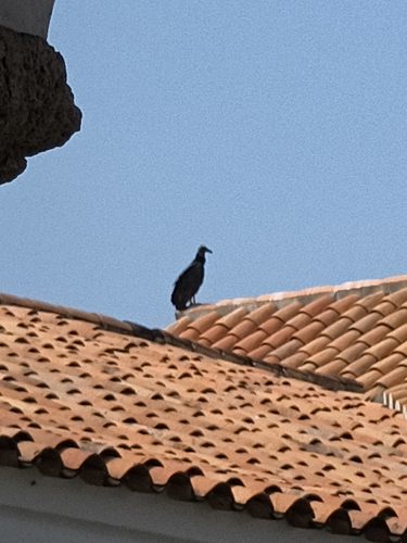 Black Vulture