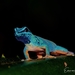 Williams' Dwarf Gecko - Photo (c) Emmanuel Van Heygen, all rights reserved, uploaded by Emmanuel Van Heygen