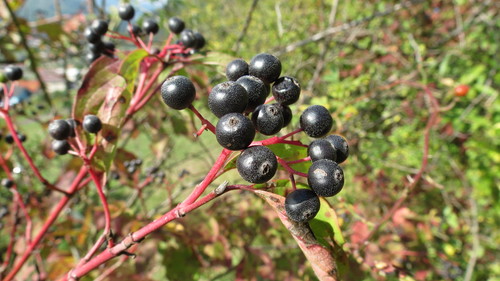 Raudonoji sedula nuotrauka