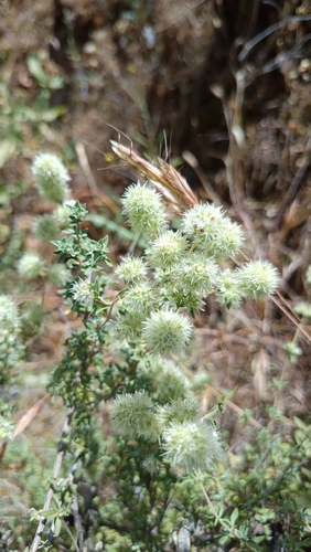 Spanish Wood Marjoram