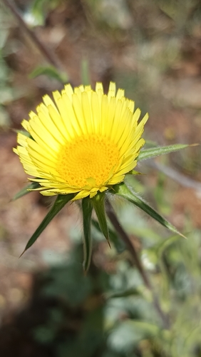 Spiny Starwort