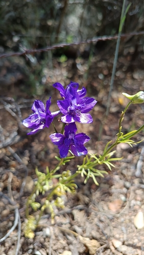 Delphinium pentagynum