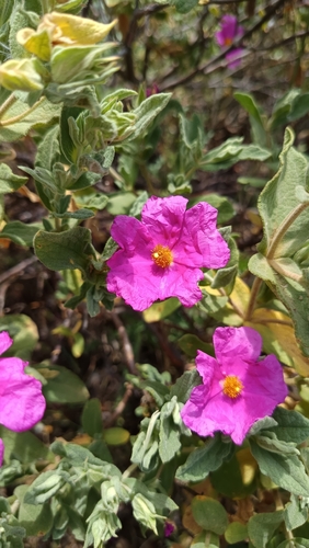Grey-leaved Cistus