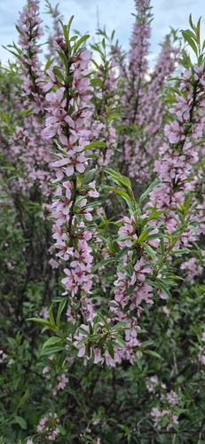Наблюдение на iNaturalist