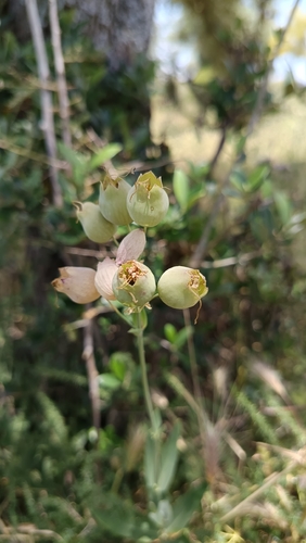 bladder campion