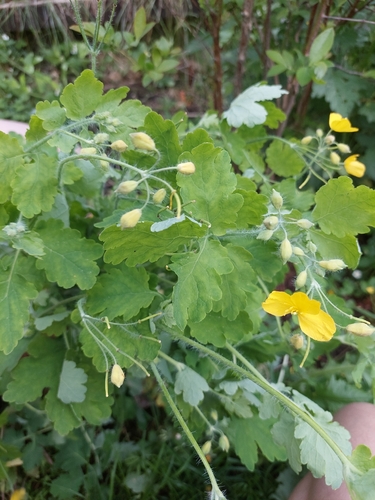 Greater celandine