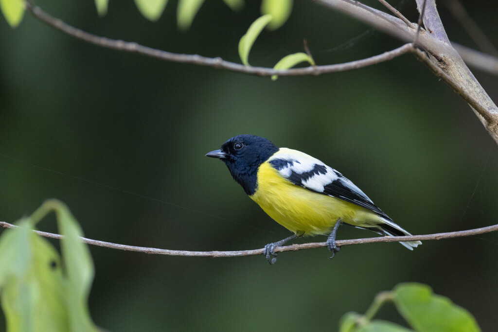 Palawan Tit (Periparus amabilis) photo
