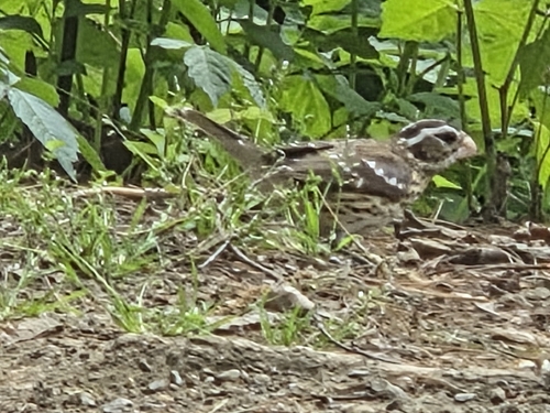 Rose-breasted Grosbeak
