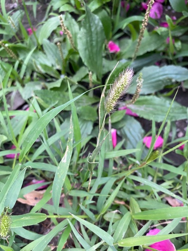 Green Bristle Grass