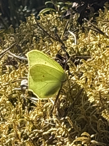 Common Brimstone