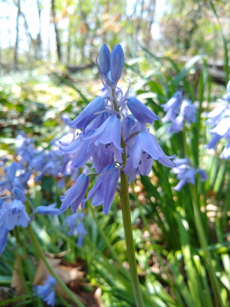 Hybrid bluebell from Arlington Ridge, Alexandria, VA, USA on April 11 ...