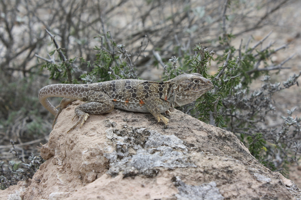 Reticulate Collared Lizard in March 2017 by Connor Adams · iNaturalist United Kingdom