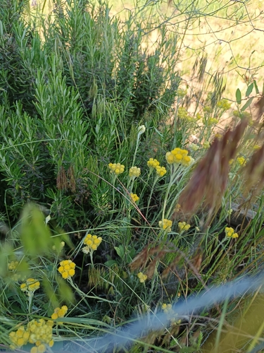 Shrubby Everlasting