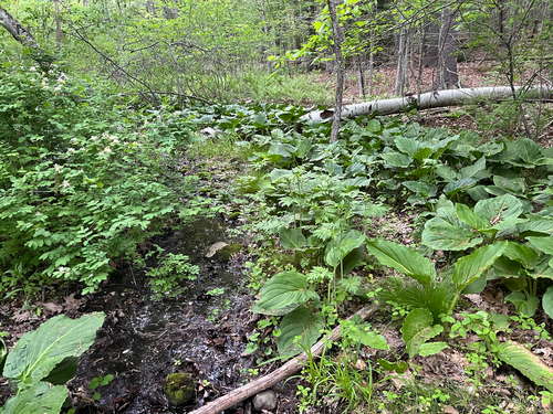 Eastern Skunk Cabbage