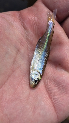 Silver Piabina