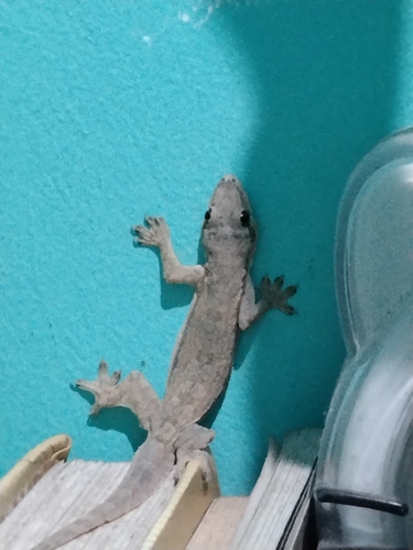 Flat-tailed House Gecko