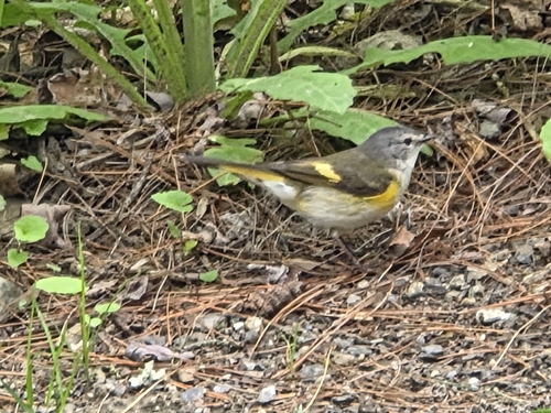 American Redstart