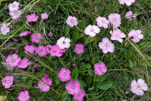 klinček lesklý (Dianthus nitidus)