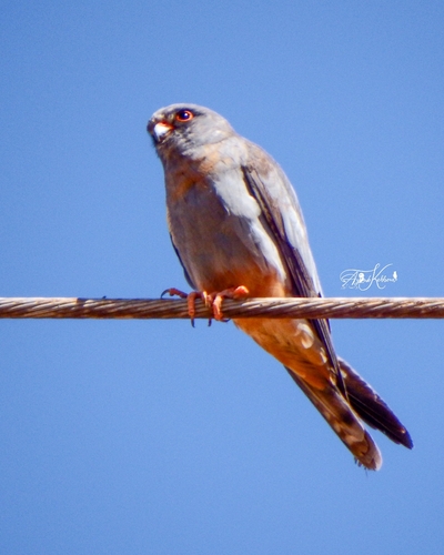 Red-footed Falcon