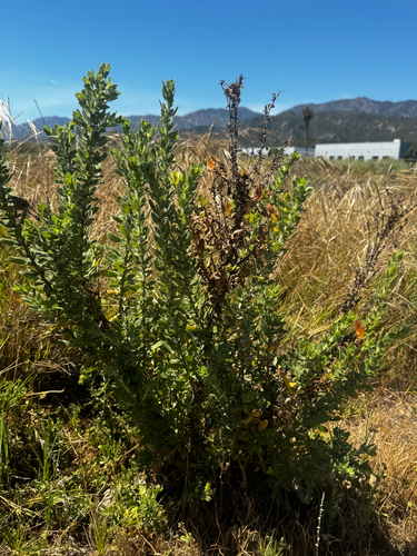 iNaturalist observation photo of asters and allies