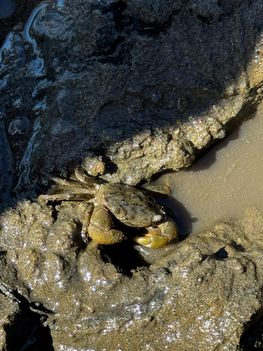 iNaturalist observation photo of Yellow Shore Crab