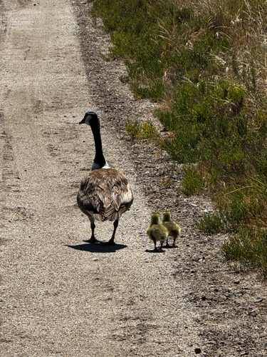 iNaturalist observation photo of Canada Goose