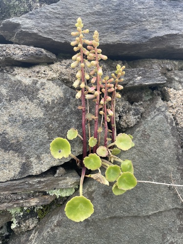 Wall Pennywort