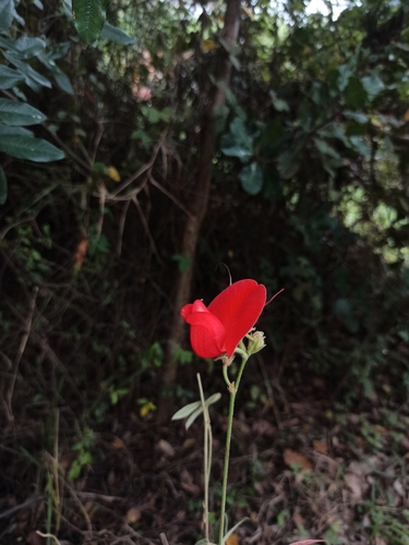 Periandra coccinea
