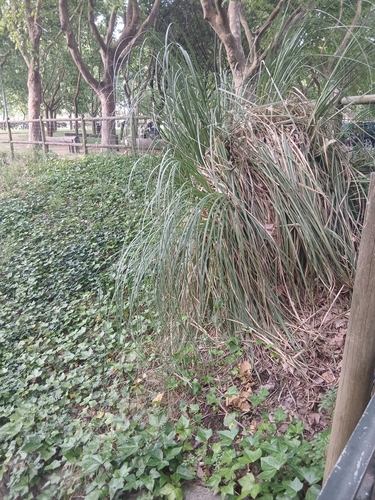 Pampas Grass