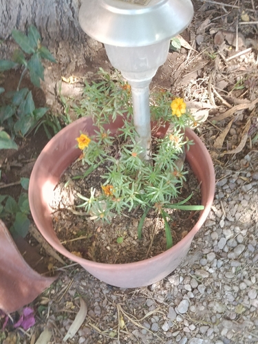 shrubby purslane