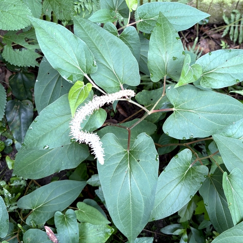 lizard's tail