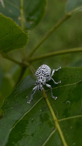 Cydianerus latruncularius