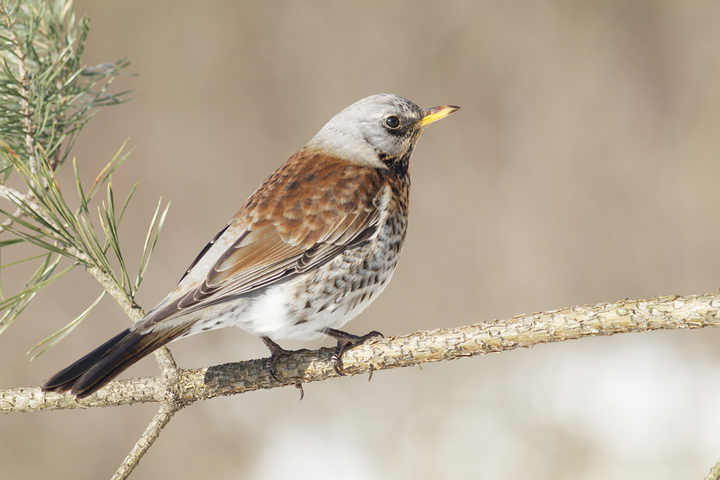 Fieldfare photo