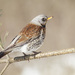 Fieldfare - Photo (c) Fero Bednar, all rights reserved