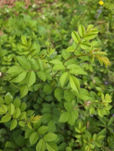 multiflora rose