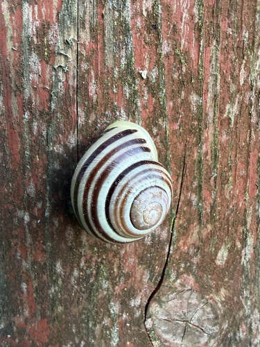 White-lipped Snail