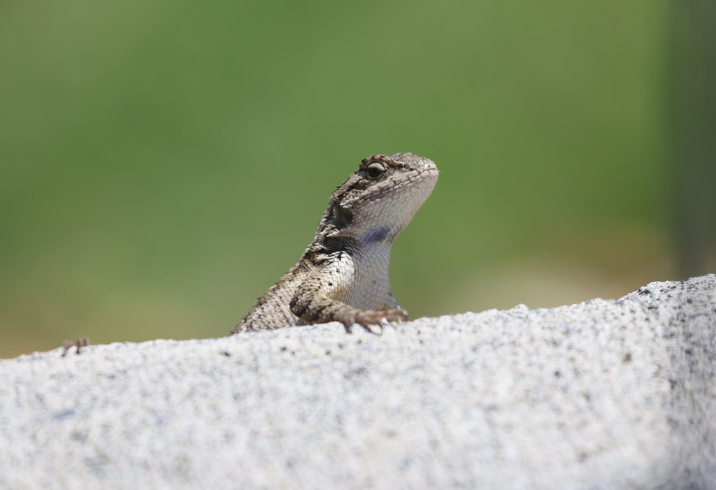 Western Fence Lizard