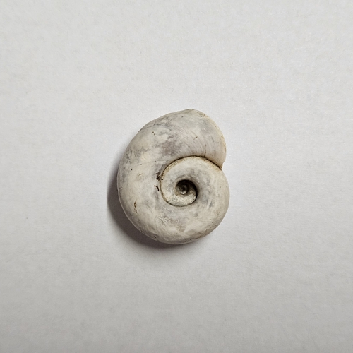 Great Ram's-horn
