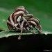 Sternuchopsis triangulifer - Photo 由 Chien Lee 所上傳的 (c) Chien Lee，保留所有權利