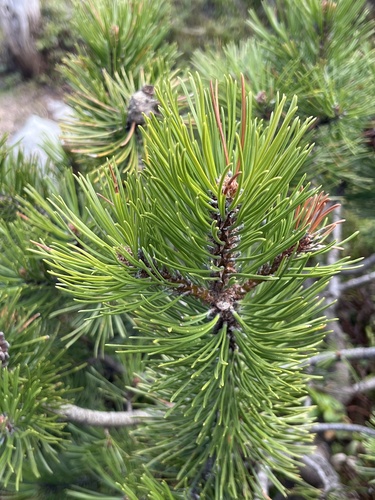 mountain pine