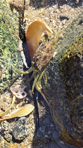 European Green Crab
